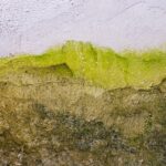 Humidity, Drainage, and the Risk of Mold (Tips to Protect Your Home) risk of mold
